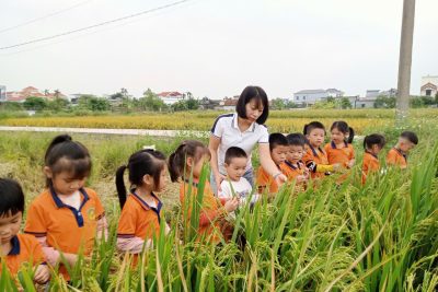 Hoạt động tham quan cánh đồng lúa lớp 5TA5